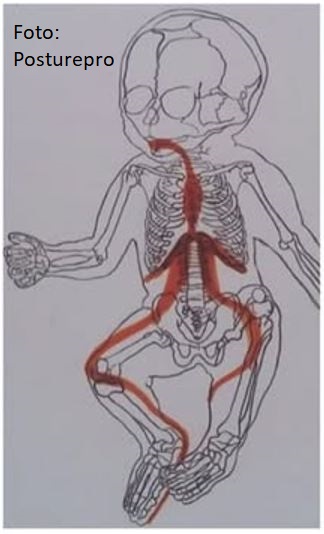 Zunge und Zehen hängen zusammen – schon beim Baby Zunge und Zehen hängen zusammen - schon beim Baby